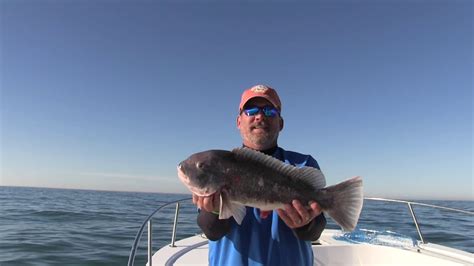 Tautog Indian River Inlet